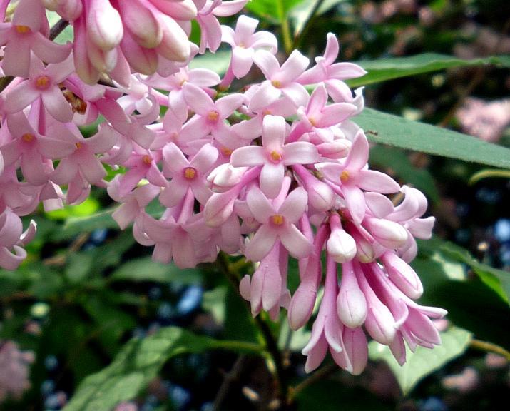 ''Ungārijas ceriņš'' Syringa josikaea